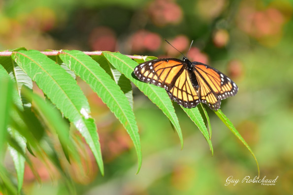 DSC_3081-1280-s