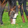 DSC_6608-1024-s